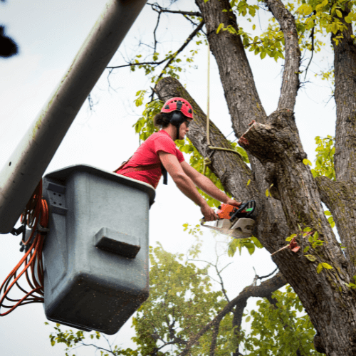 Picture of tree professional in a bucket trimming a trees high branches