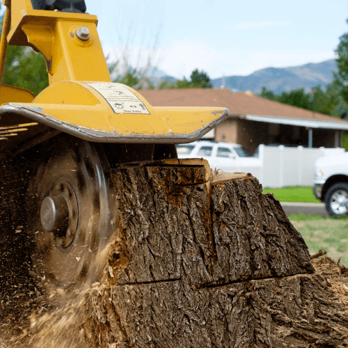 Picture of machinery removing a tree stump