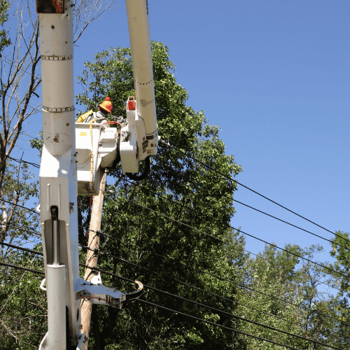 Picture of tree professional in a bucket trimming branches around power lines